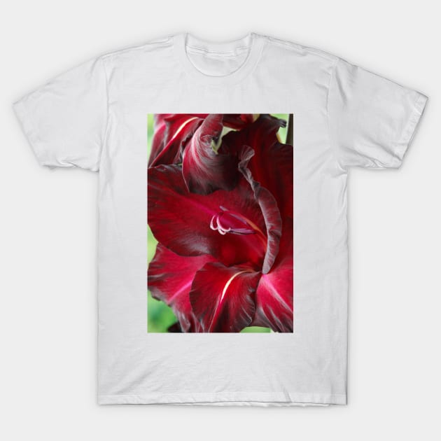 Gladiolus  'Black Surprise' T-Shirt by chrisburrows